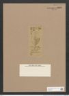 Navicula interlineata Grov. et Sturt. (de-Toni-Nr.: Genus 1, Species 671) Zeichnungen Sammlung Grunow Nr. 1263 (NHMW-BOT-W0367912)
